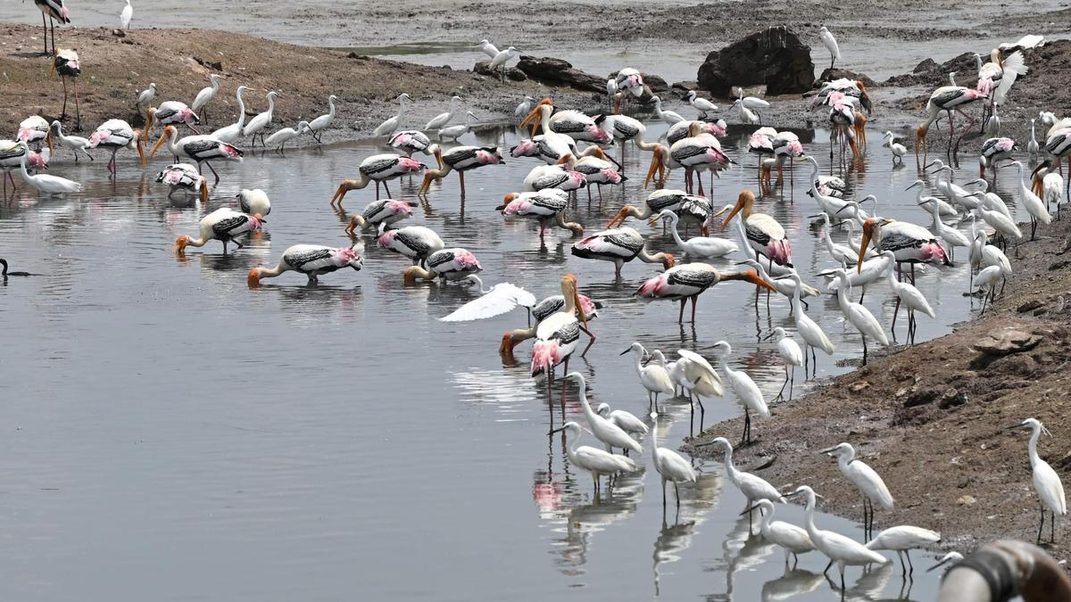 Sixteenth edition of Tamirabharani Waterbird Count starts on January 23