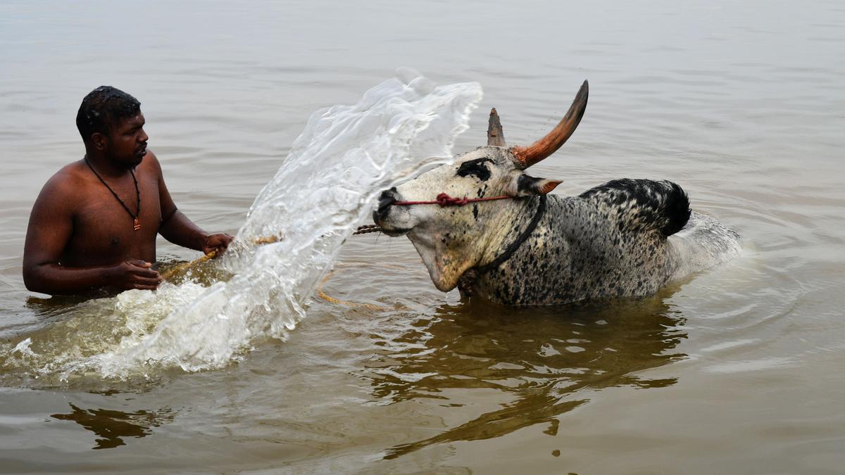 Meet the athletic native bulls of Tamil Nadu, popular at jallikattu during Pongal festivities