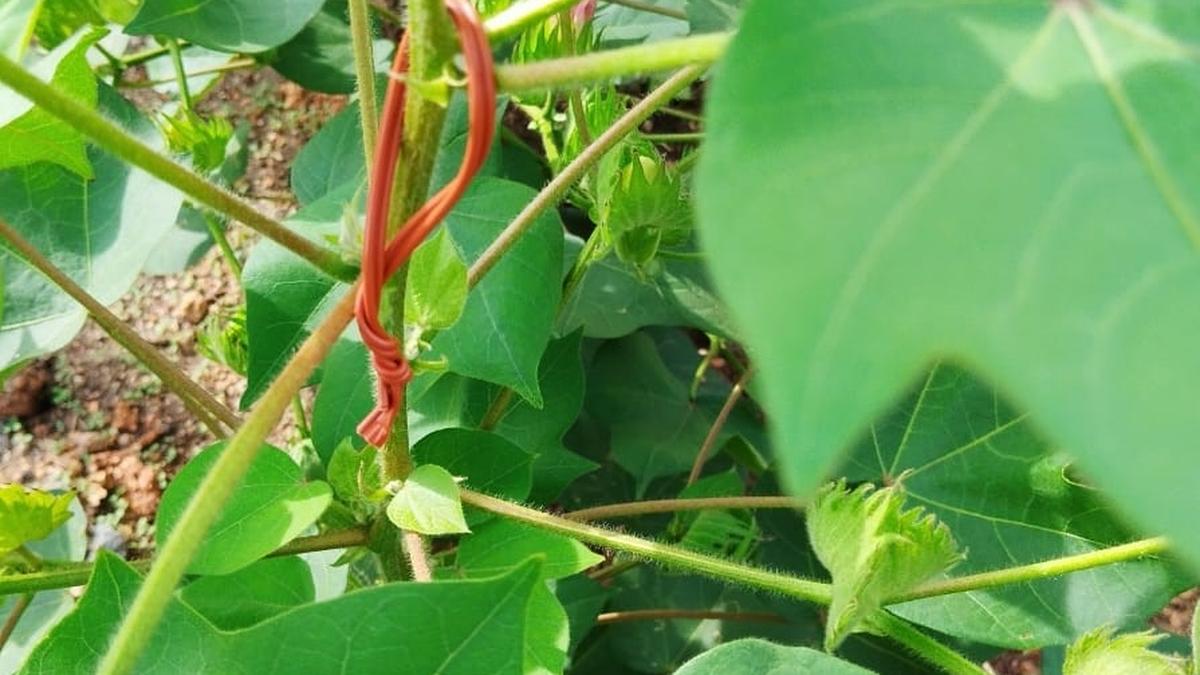 New PB Knot technology to keep pink bollworm at bay tested in Kurnool district of Andhra Pradesh