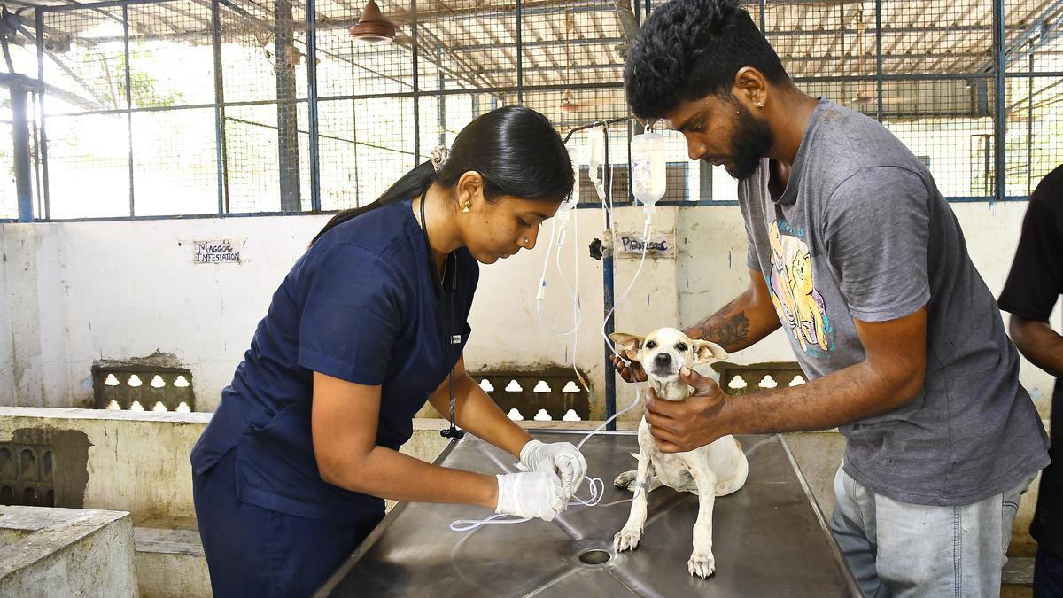Dead animals are handled with care at the shelter, says Blue Cross