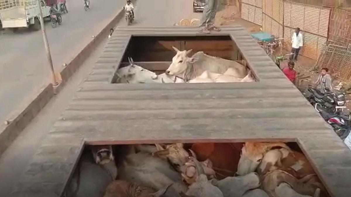 Four held in U.P. after row over alleged illegal cow slaughter The Hindu