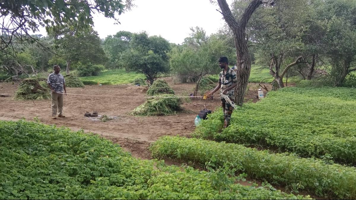 How T.N. Forest Dept. is tackling Senna tora plants, an emerging threat to Mudumalai’s native ecology