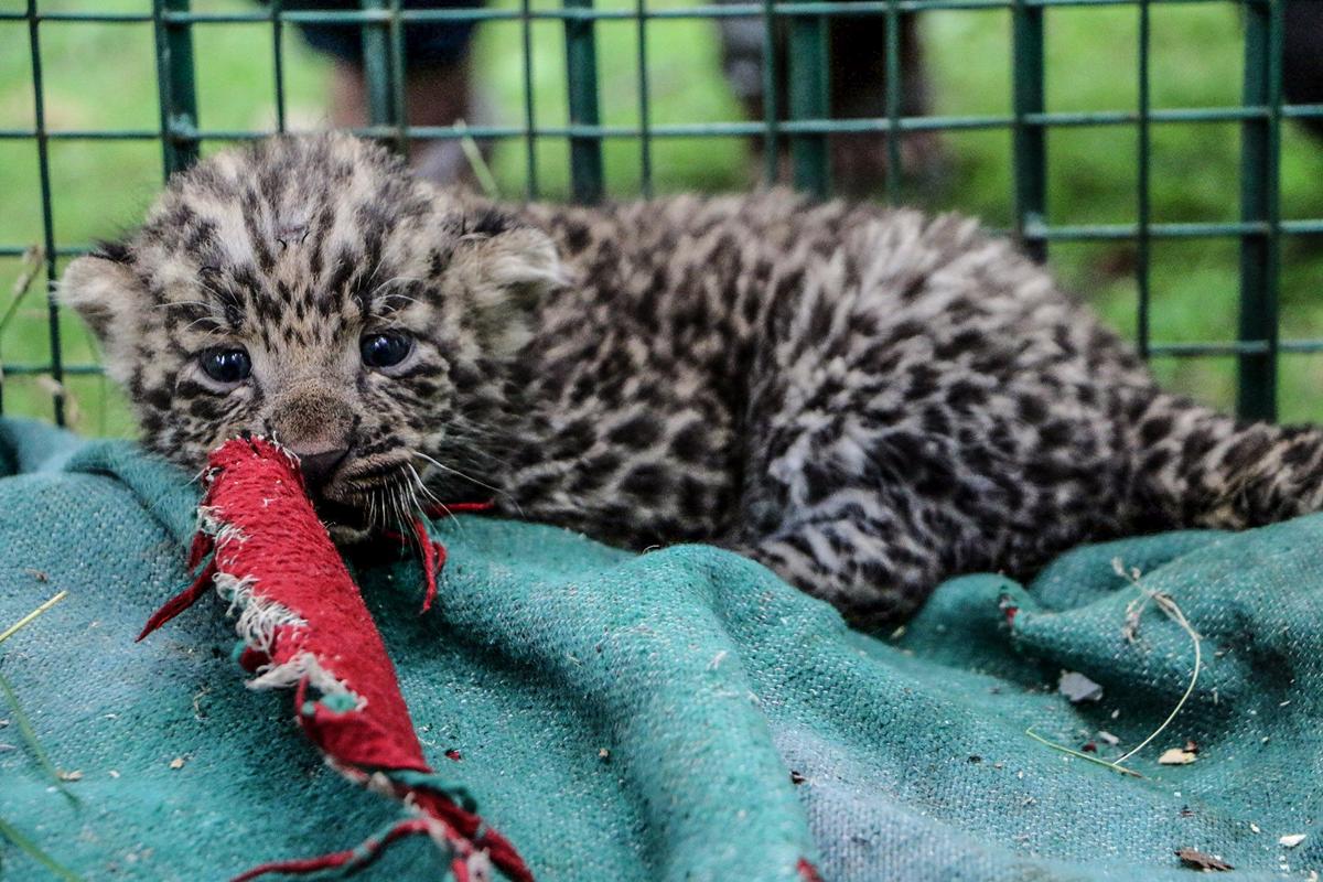 Number of snow leopards crosses 100 in Uttarakhand
