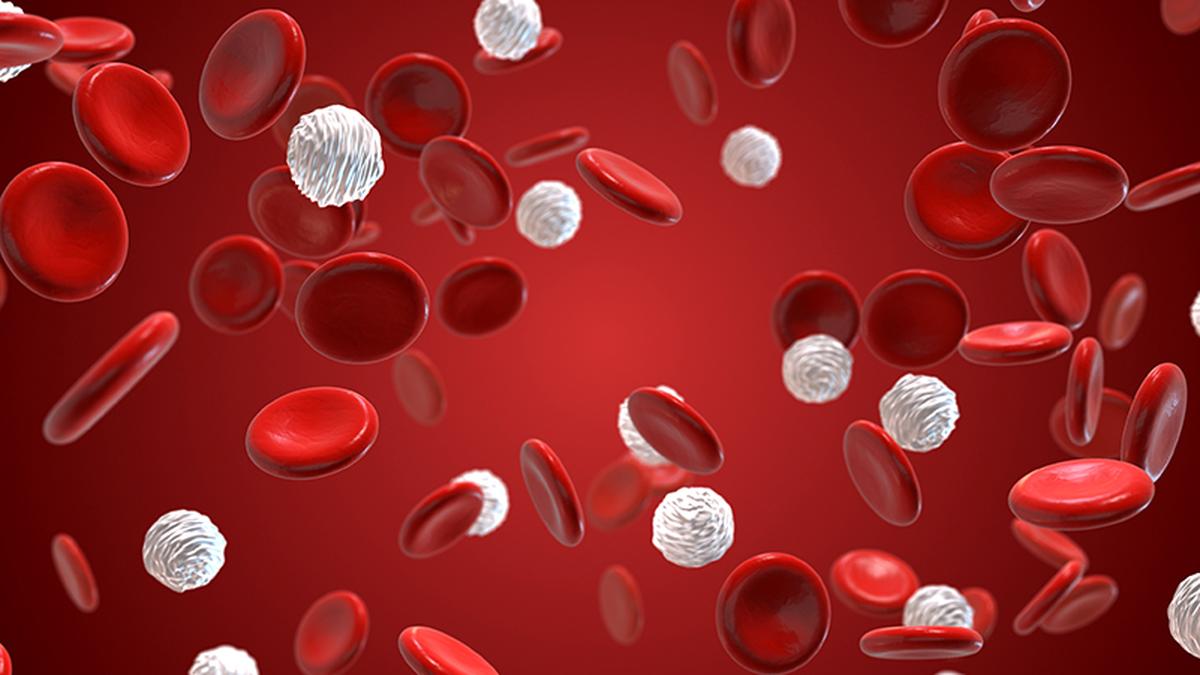 How are blood groups differentiated?
Premium