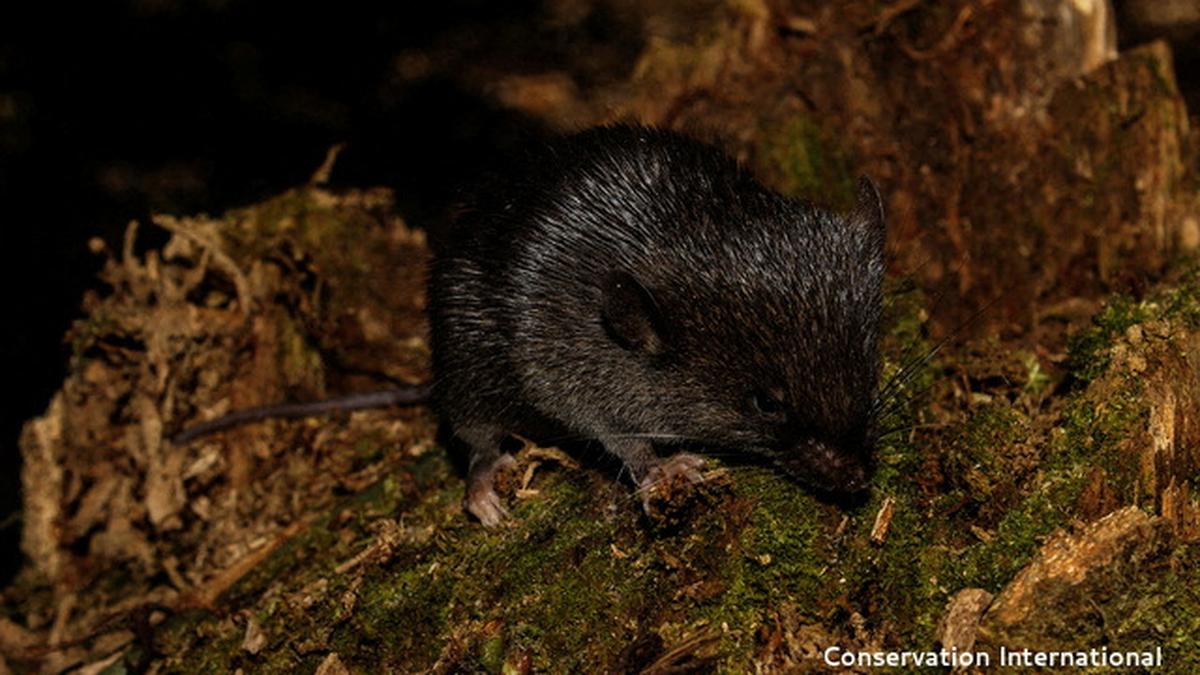 'Amphibious mouse' among 27 new species discovered in Peru's Amazon