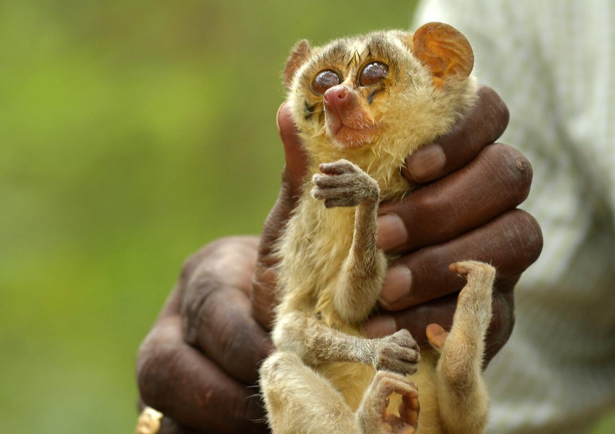 Tamil Nadu notifies India's first Slender Loris sanctuary