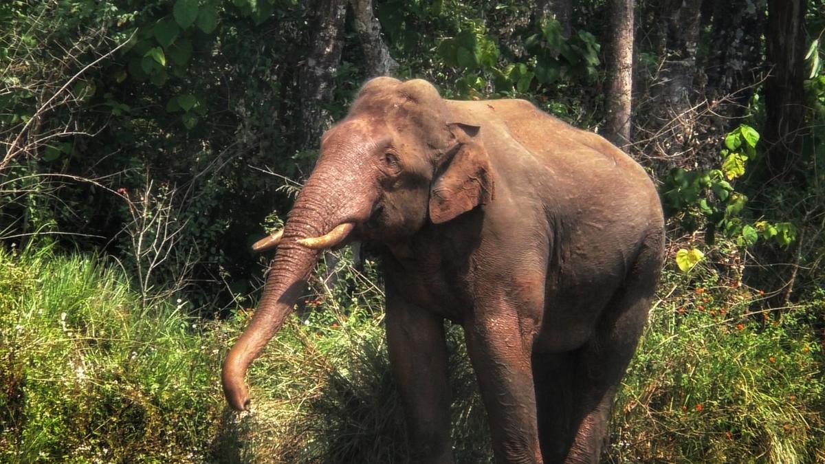 Centre approves ₹1.94-crore worth Human-Elephant Interface project in Idukki