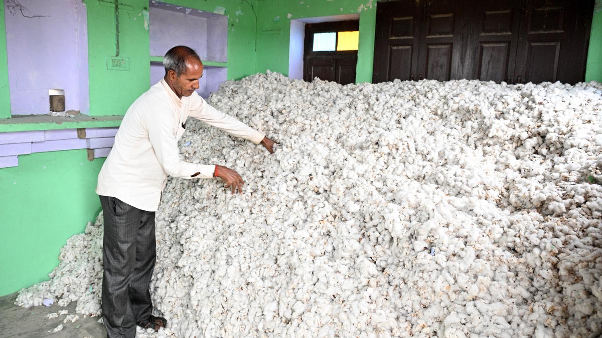 Haryana’s cotton farms holding on by a thread