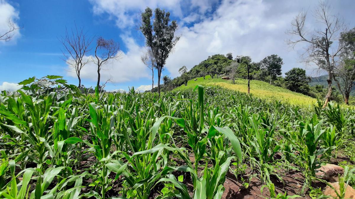  A millet farm