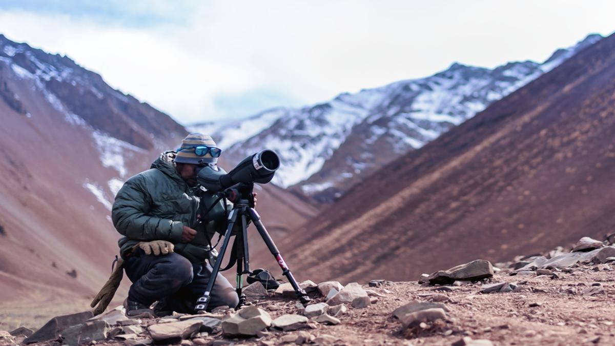 Camera traps give hope for snow leopard in Kashmir