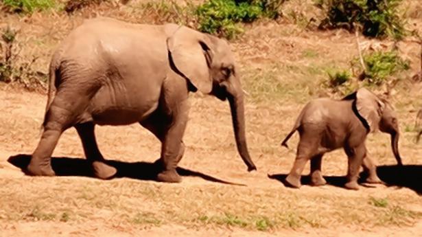 Male elephants depleting in Odisha: Wildlife Society