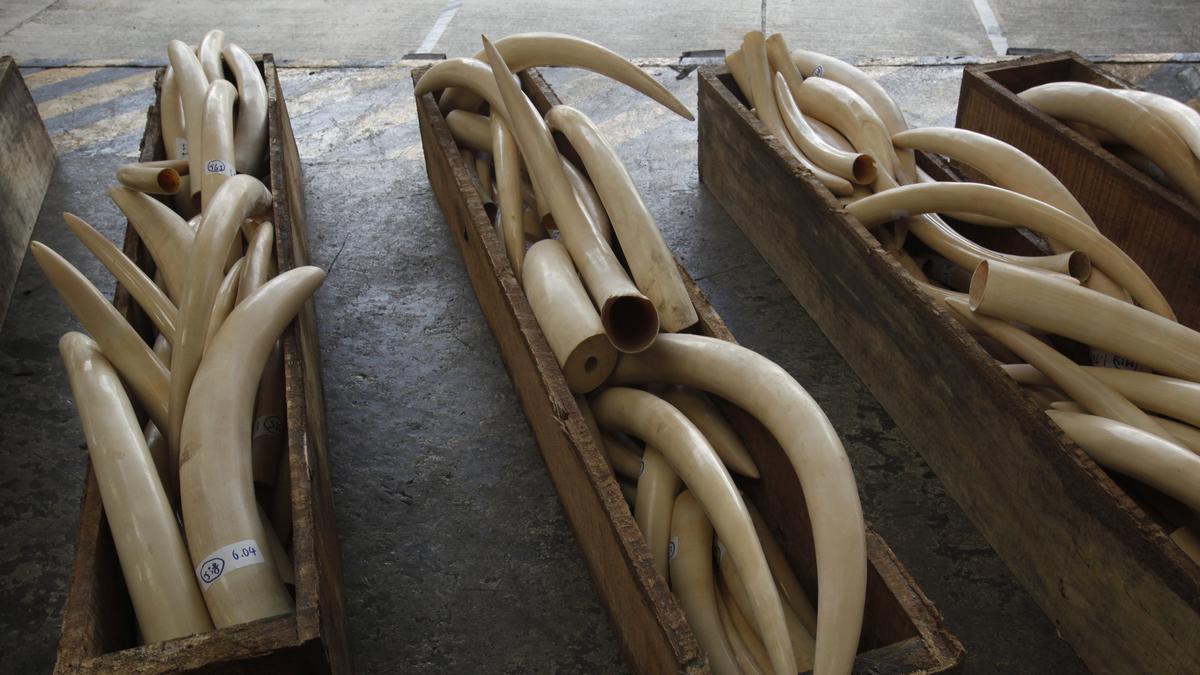 Le Nigeria détruit un montant record de 11,2 millions de dollars en défenses d’éléphant saisies