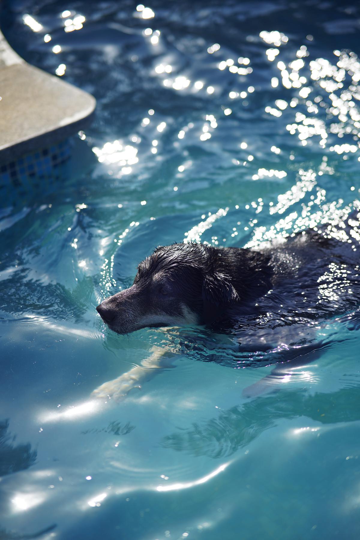 Swimming options for dogs at Felica
