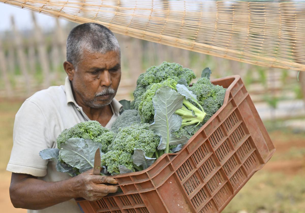 Migrant hands rooted across Telangana's farms - The Hindu
