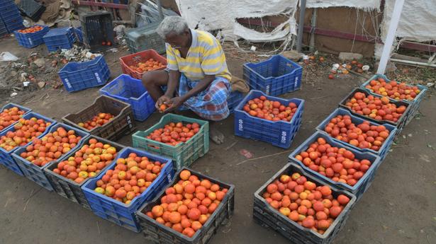 Rain effect | Price of tomatoes goes up at Erode markets