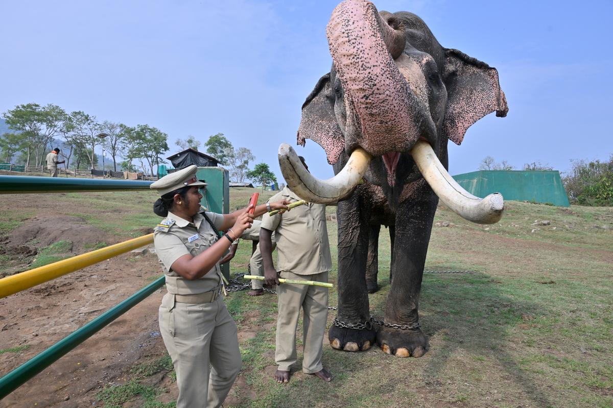 Elephants are given supplement feed twice a day 