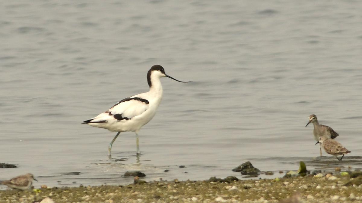 Tiruppur’s Nanjarayan Tank Bird Sanctuary welcomes rare vagrant Pied Avocet