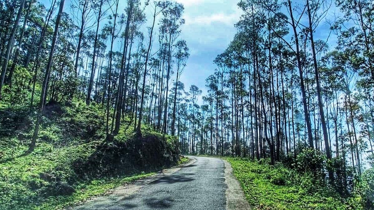 Greens call for urgent steps to conserve Pappathi Chola