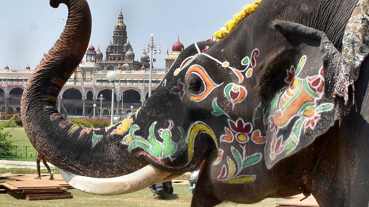 Challenging tasks ahead for most camp elephants