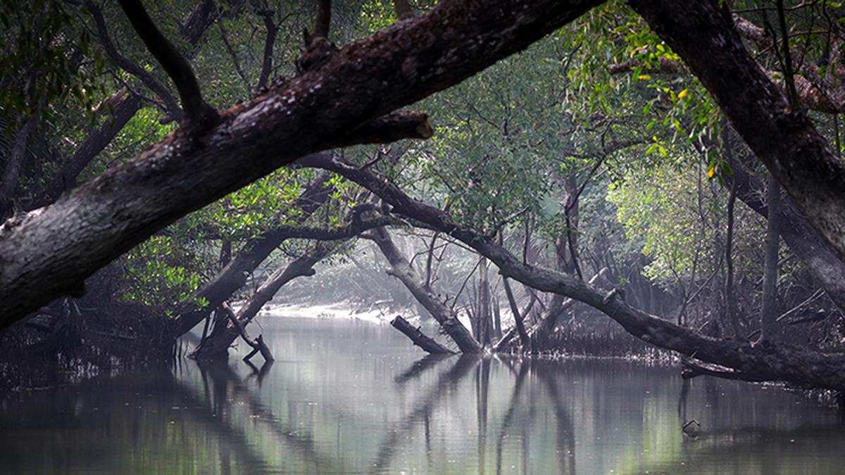 Coastal flooding harms different tree species differently: study
Premium