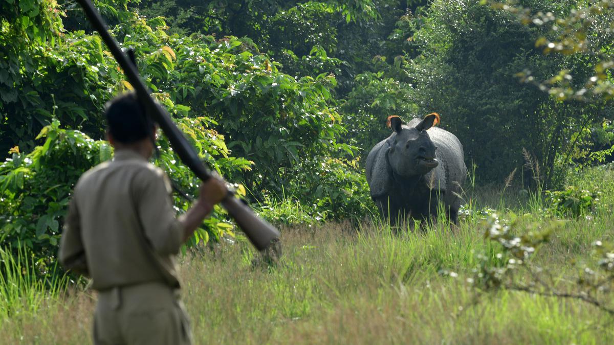 We need a forest-led COP27