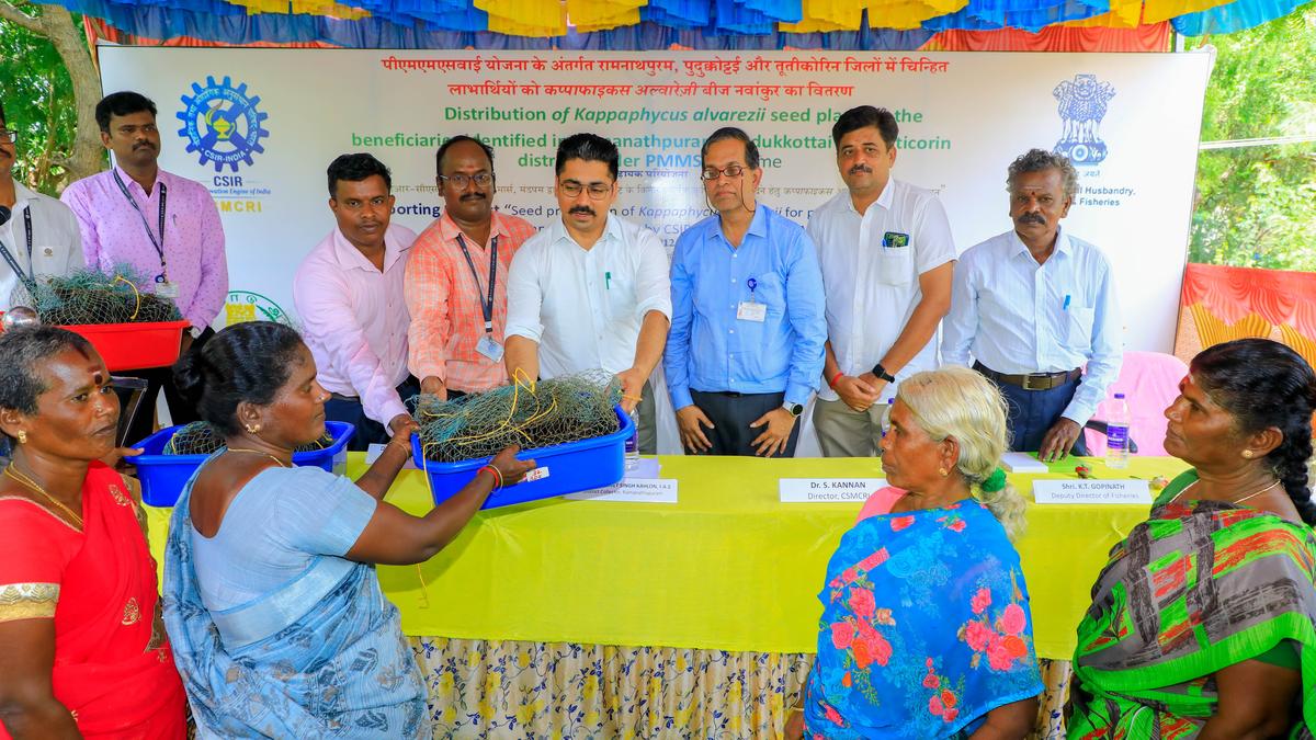 Ramanathapuram Collector distributes 60 tonnes of Kappaphycus seed to women cultivators