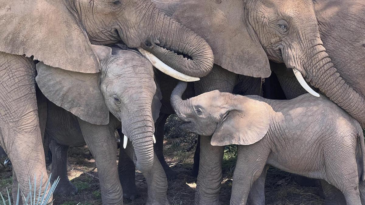 Study shows elephants might call each other by name