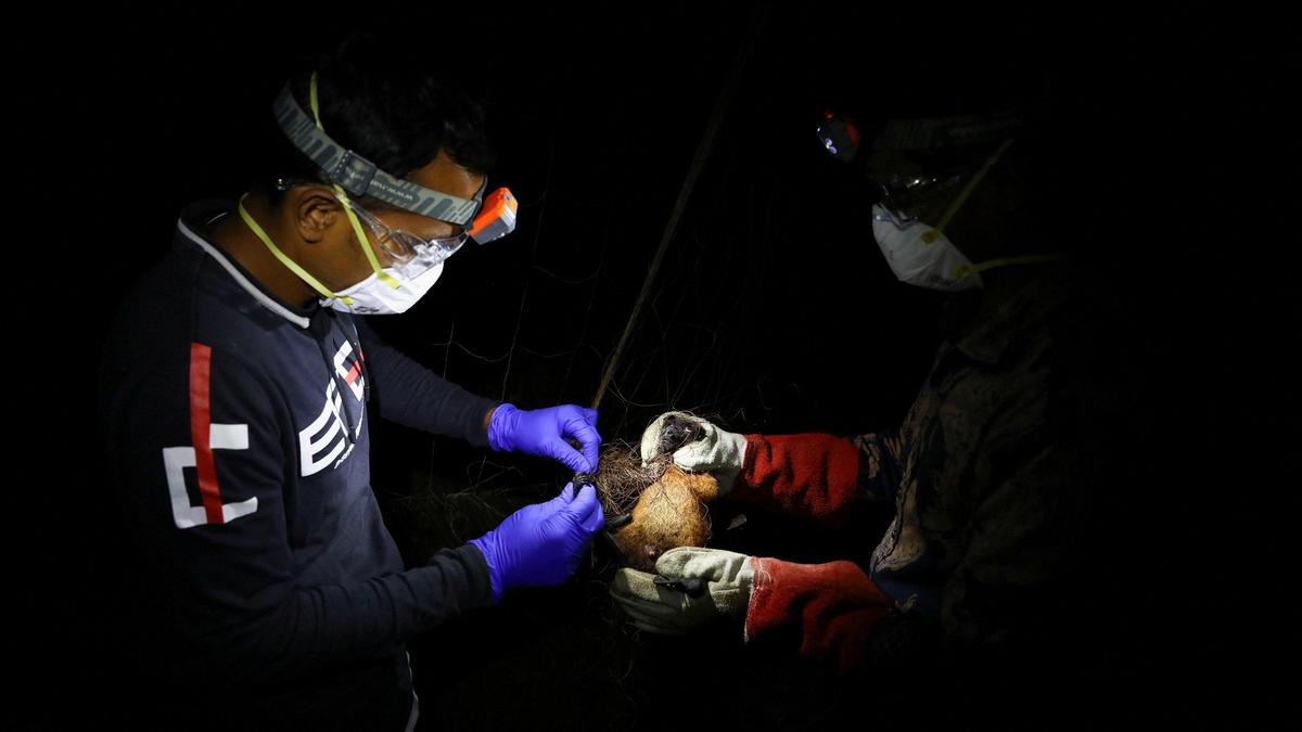 WHO confirms one Nipah virus death in Bangladesh, weeks after two cases in West Bengal