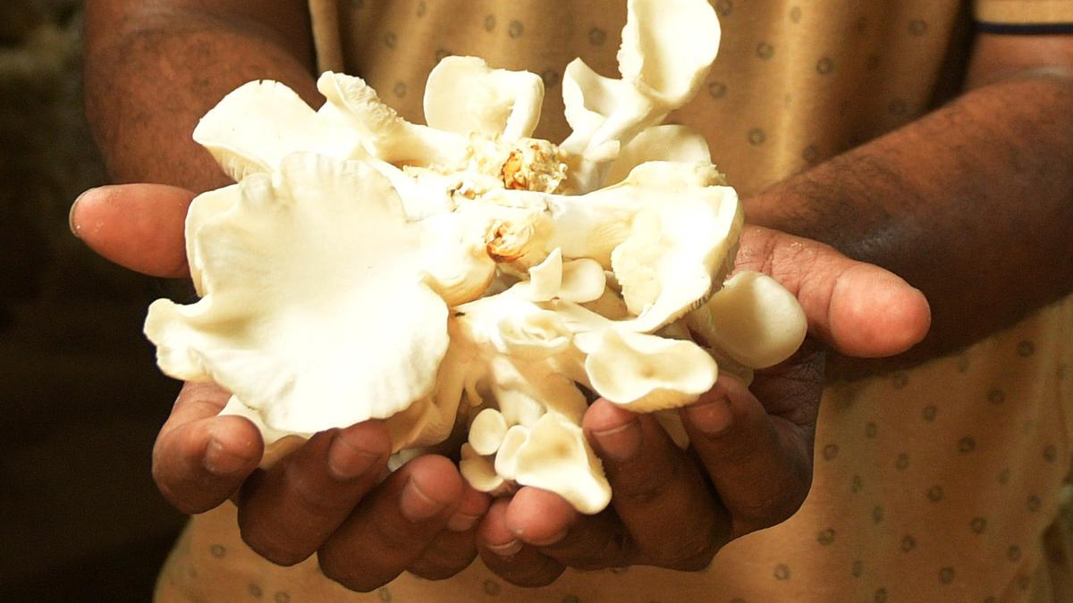 Mushroom cultivation thrives in Tiruchi after lockdown as young farmers zero in on its treasure trove of nutrients