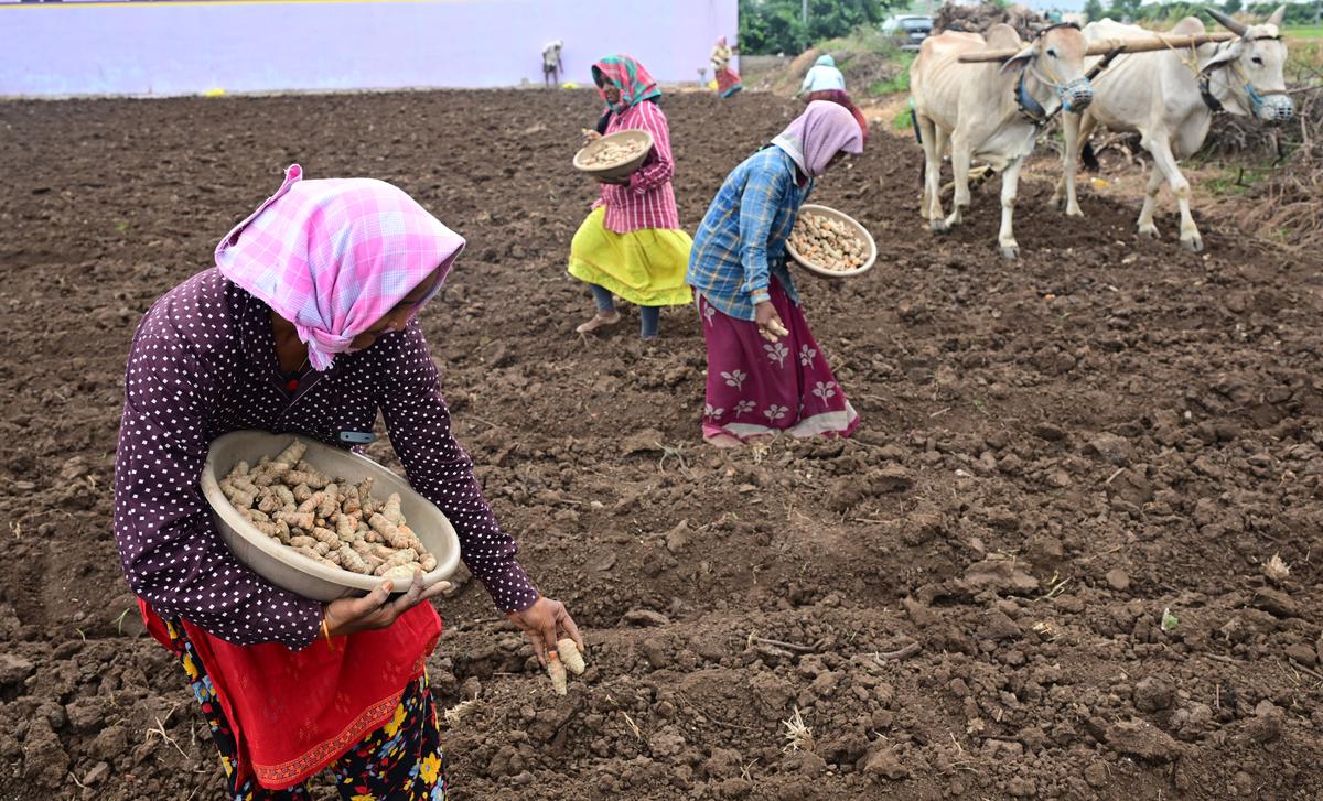 NABARD chilli turmeric training