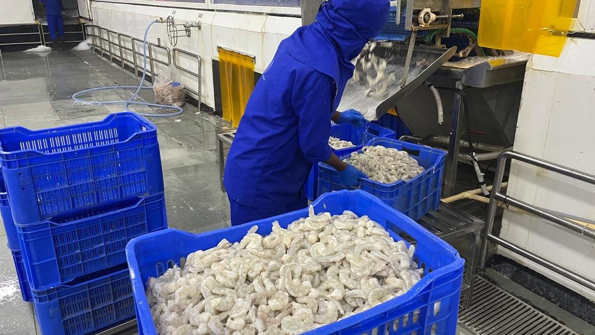 India preparing to ship 40,000 tonnes of shrimp to U.S. after tariff pause