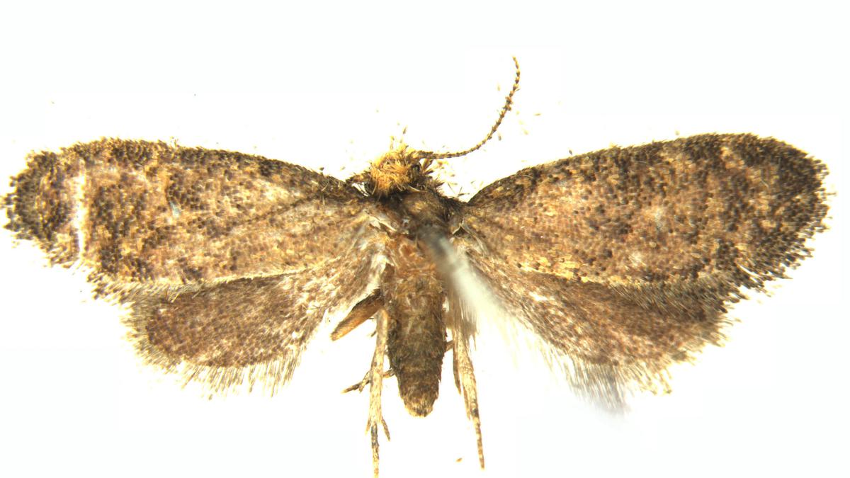 New genus and species of bagworm moth discovered in Kerala