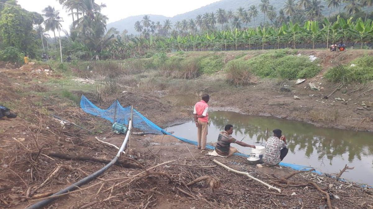 Efforts on to capture crocodile at Mothepalayam village near Coimbatore