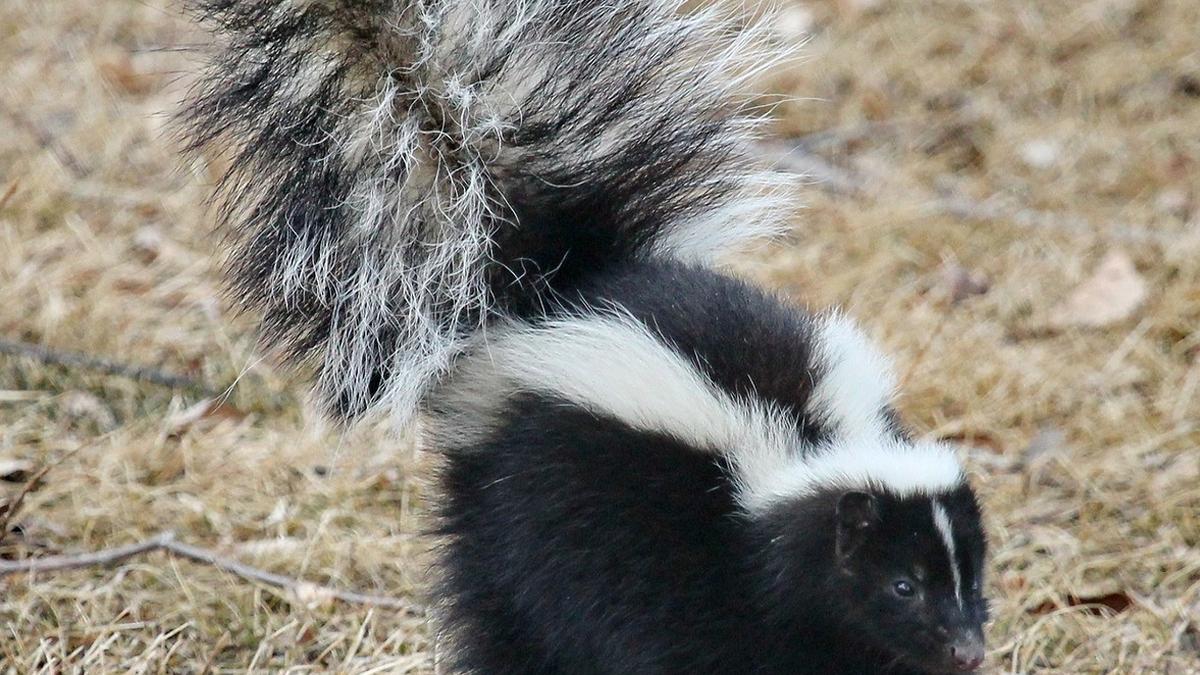 How skunks make their stink bombs