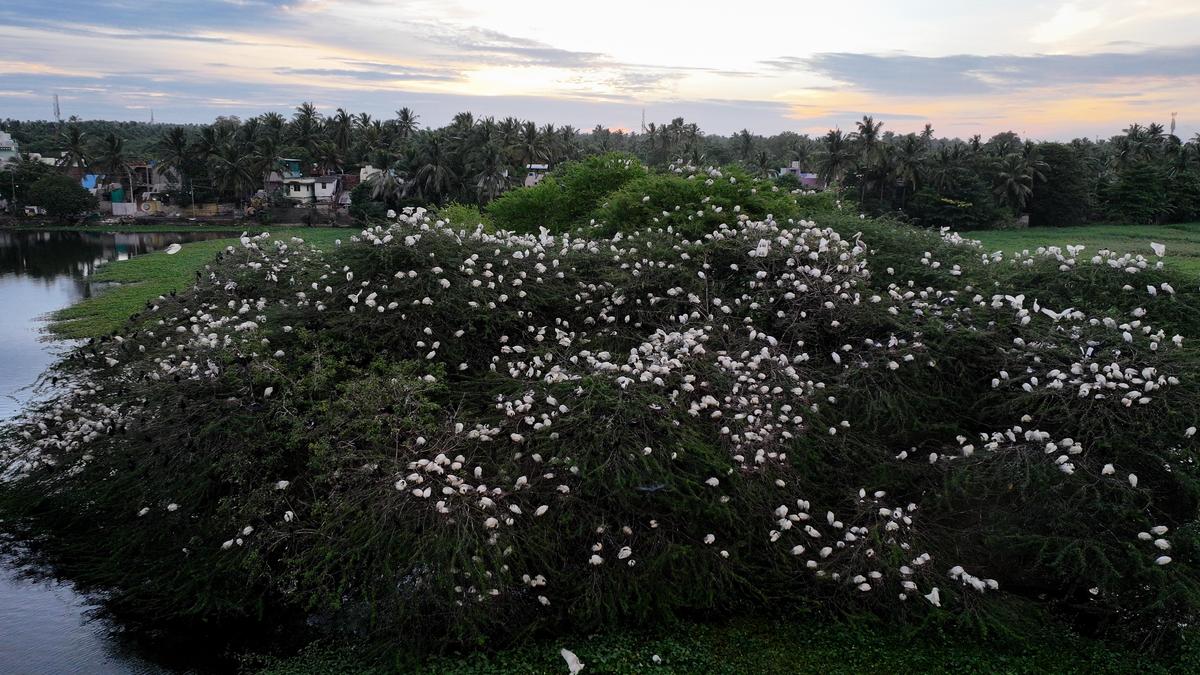 झील में एक टीले पर उगे पेड़ों पर पक्षी बैठते हैं, जिससे एक शानदार दृश्य बनता है झील में एक टीले पर उगे पेड़ों पर पक्षी बैठते हैं, जिससे एक शानदार दृश्य बनता है