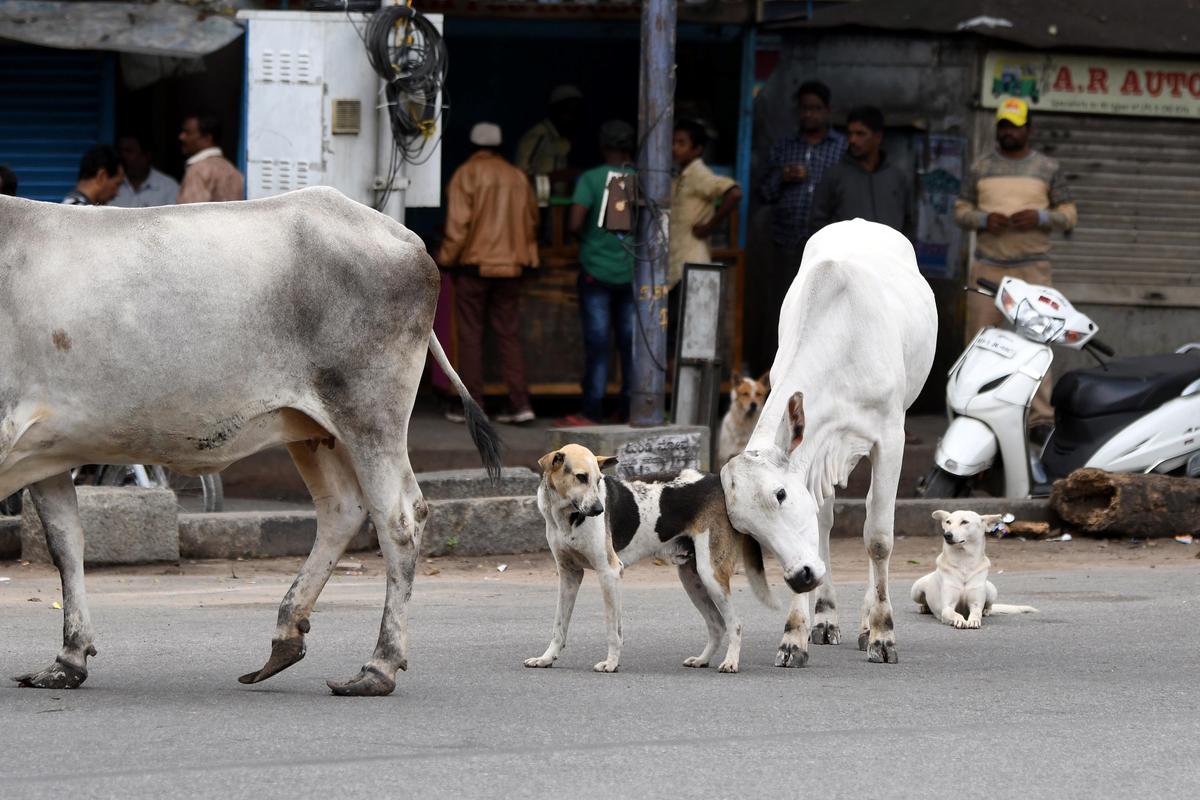 SUV driver caught on CCTV camera running over stray dog in Bengaluru - The  Hindu