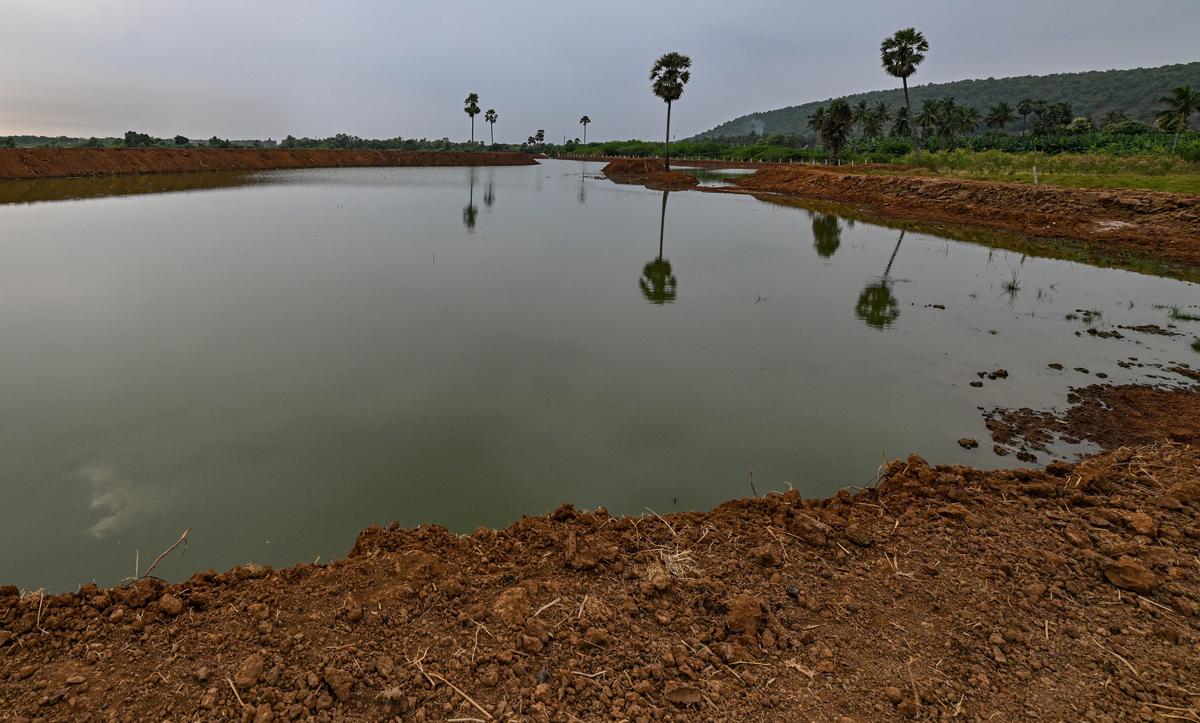 View of the revived Devaravani Cheruvu in Kambala village. View of the revived Devaravani Cheruvu in Kambala village.
