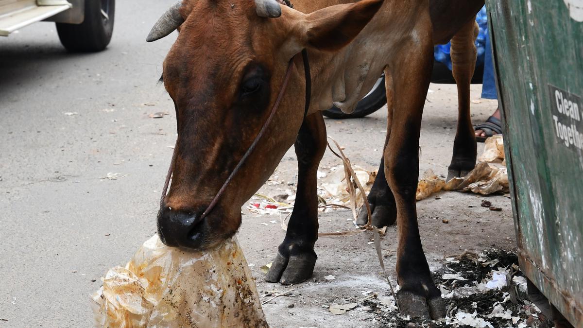 Madurai Corporation intensifies action against cattle owners for letting animals roam free