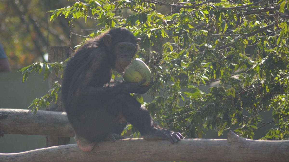 Air coolers, special diet keeping chimps, gorillas cool - The Hindu