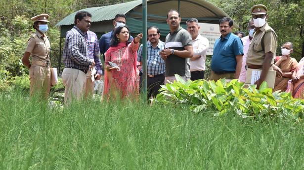 Forest Dept. in Coimbatore to escalate distribution of saplings