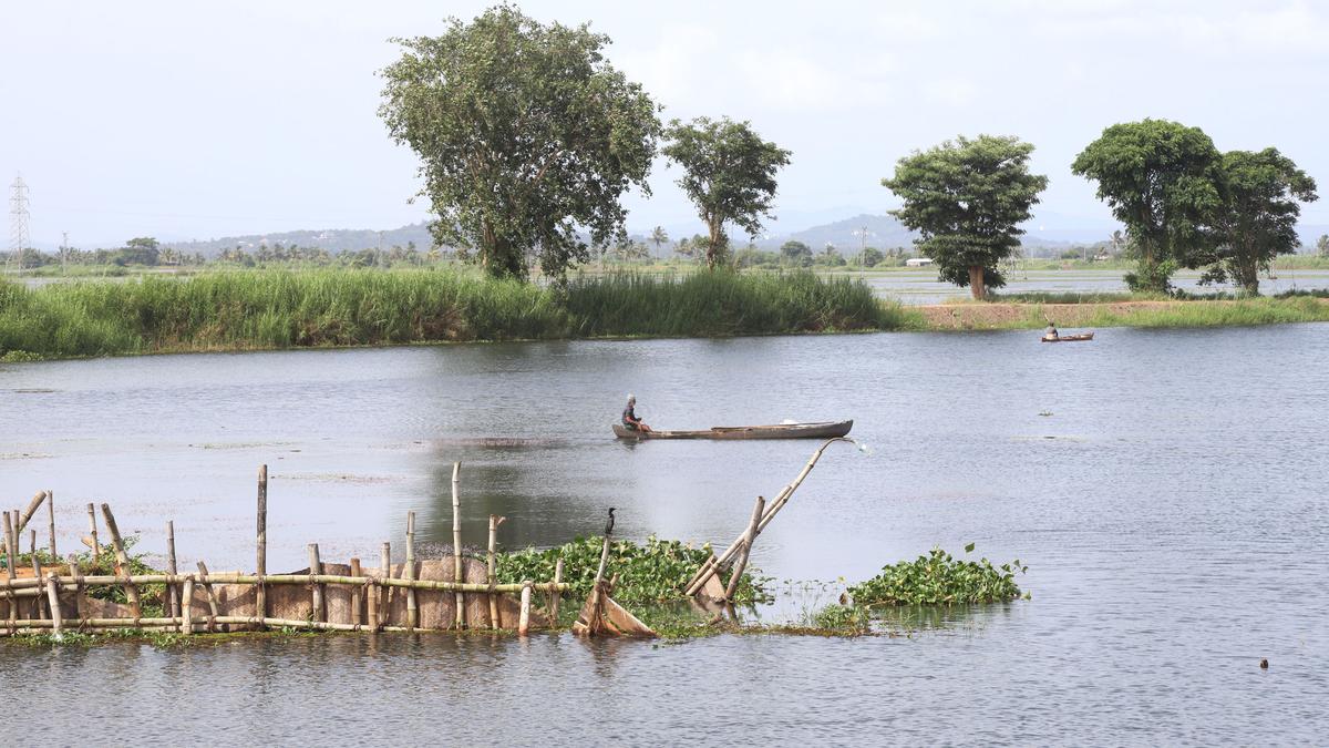 Saline intrusion threatens Kerala’s highly productive kole fields