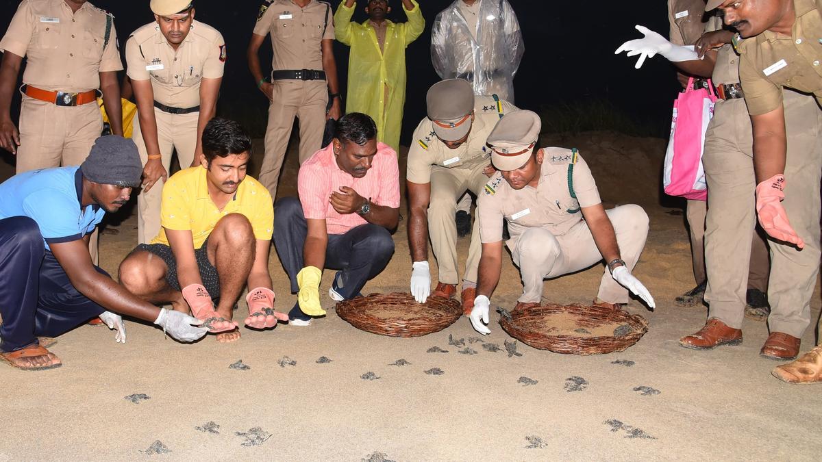 127 Olive Ridley hatchlings released into sea in Valinokkam