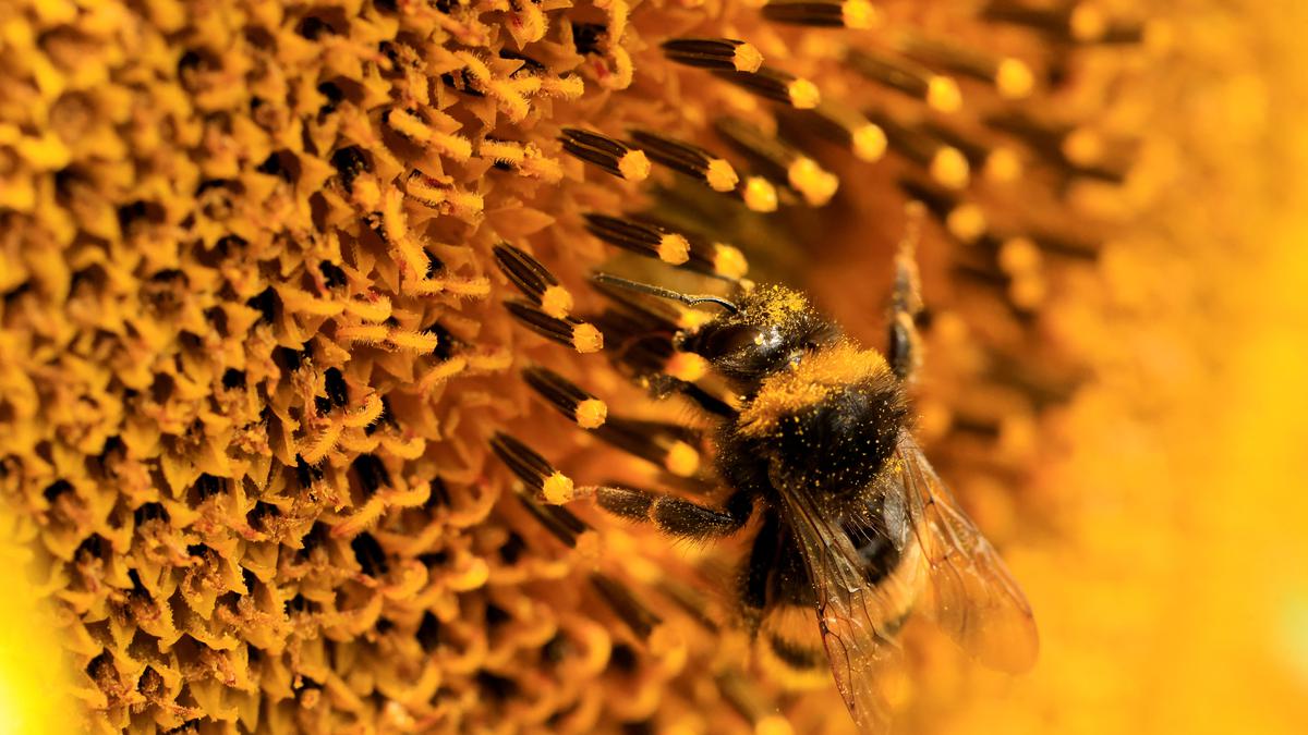 Over 75% of European bumblebee species threatened in the next 40-60 years