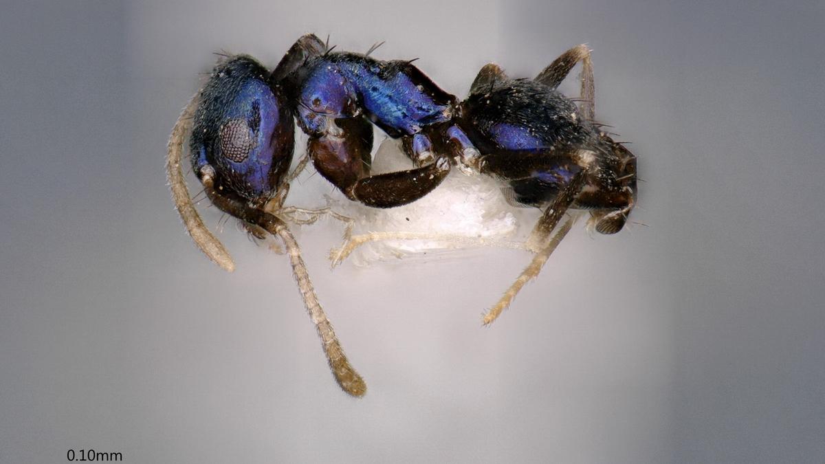New ant species discovered from Siang Valley in Arunachal Pradesh