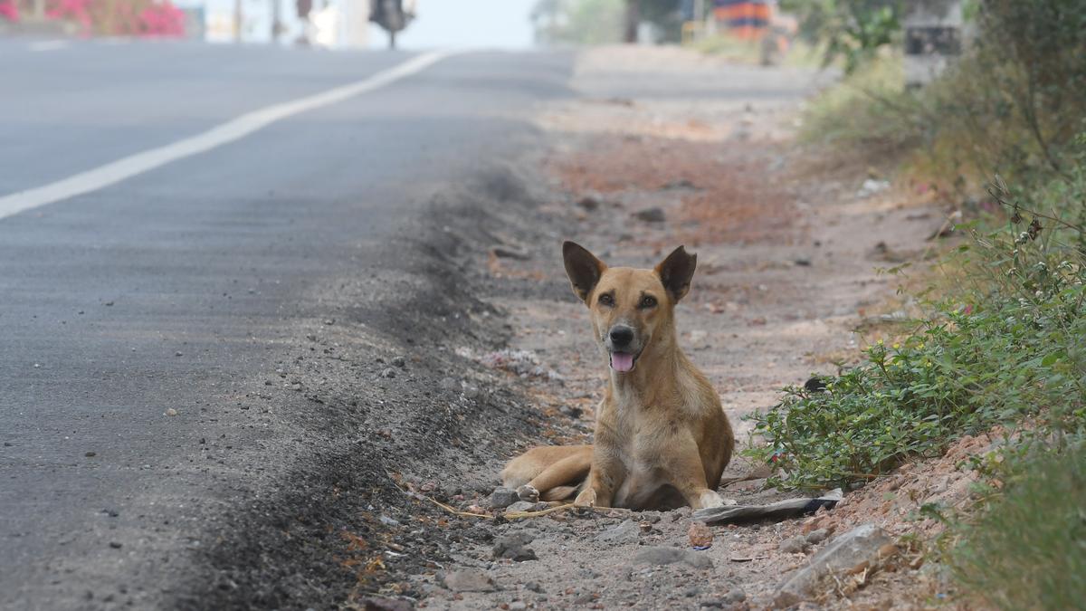 Udupi DC asks local bodies to reserve fund in annual budgets for sterilising street dogs