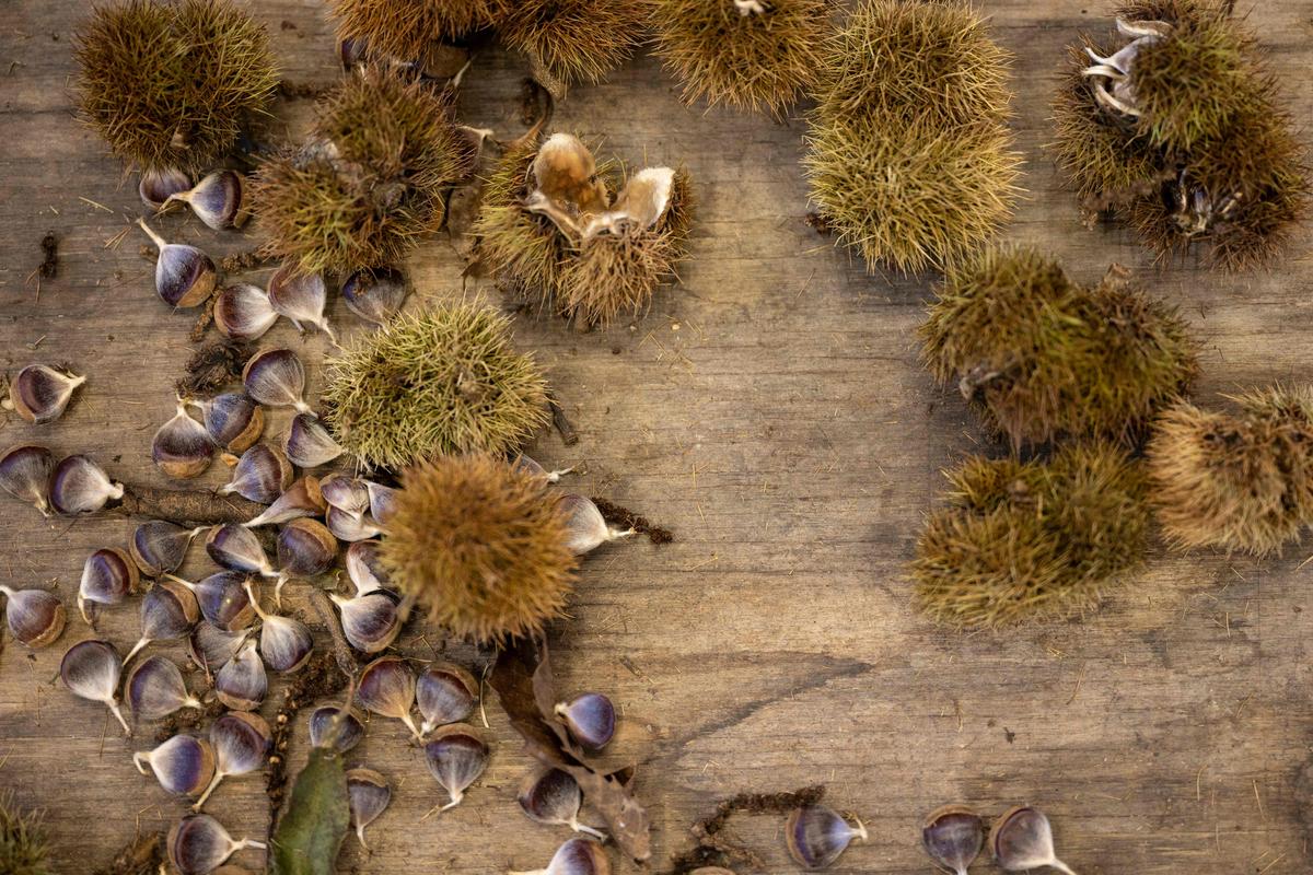 For blightridden American chestnut tree, rebirth may be in offing