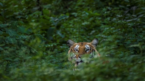 Youth who went missing in Sathyamangalam Tiger Reserve, found