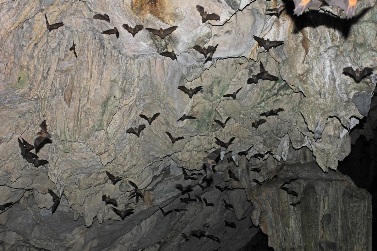Declining bat populations are a cause for human concern