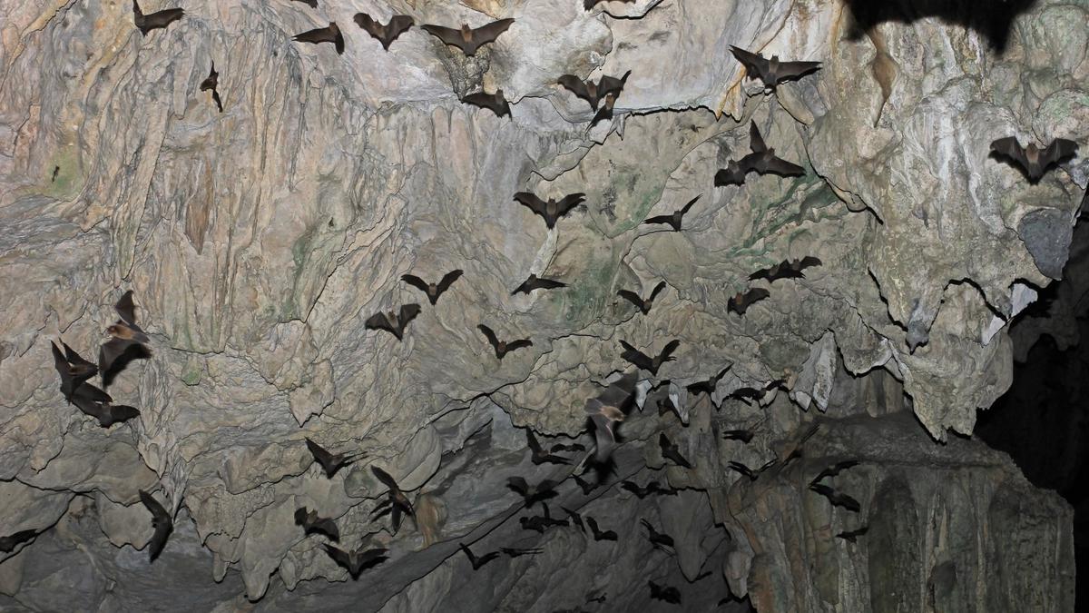 Declining Bat Populations Are A Cause For Human Concern The Hindu   26TH SCI VAMPIRE 