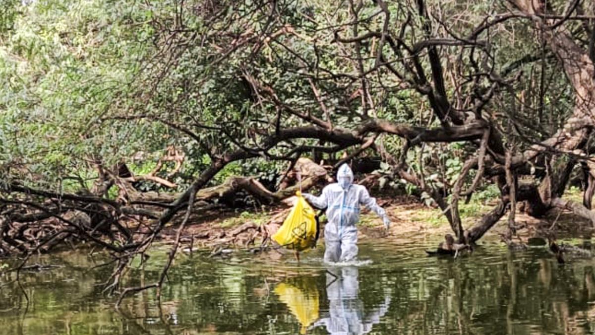 After bird flu deaths in zoo, Delhi Health Minister says samples to be collected from poultry markets